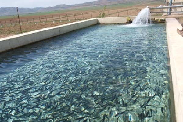 تخریب ۷۵ هکتار حوضچه پرورش ماهی غیرمجاز در حوضه جراحی