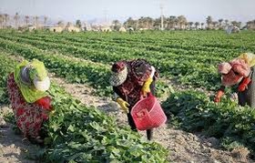 بازاریابی کشاورزی را زجر می‌دهد