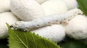 آغاز خرید توافقی پیله تر ابریشم در گیلان