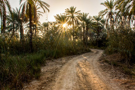 غروب آفتاب در نخلستانهای آبادان در روستای سادات