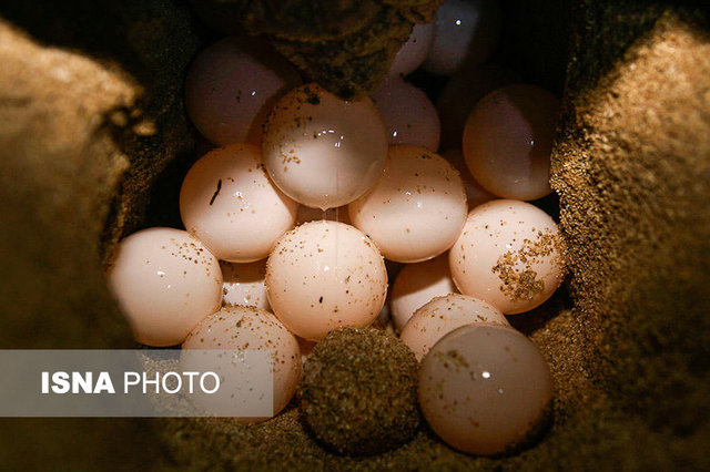 تخم‌گذاری‌ ۱۳‌ لاک‌پشت در سواحل شیب دراز قشم
