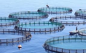 تولید یک‌هزار تن ماهی در قفس در چهارمحال و بختیاری