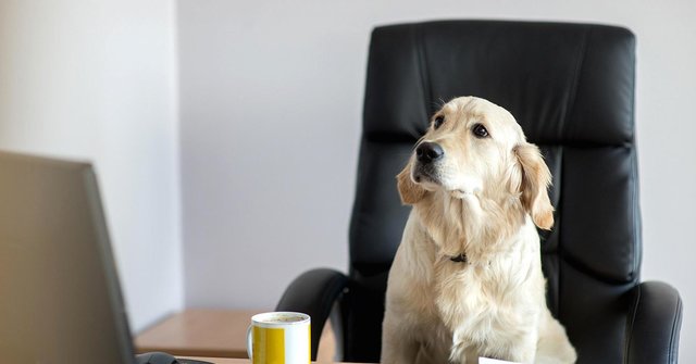 استخدام سگ‌ها در آمازون! 