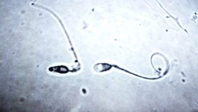 بررسی امکان تولید مثل انسان در فضا