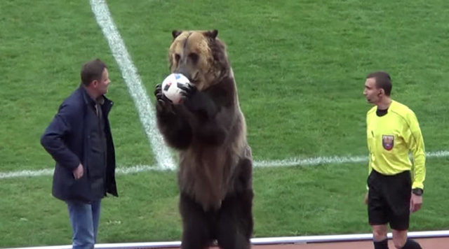 خرس در زمین فوتبال