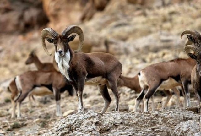 حفاظت از محیط‌زیست تضمین‌کننده توسعه