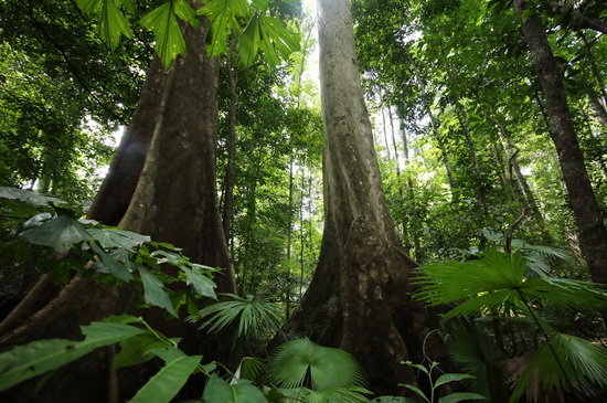 تعدیل اثرات گاز CO2 با احیای جنگل‌های جهان