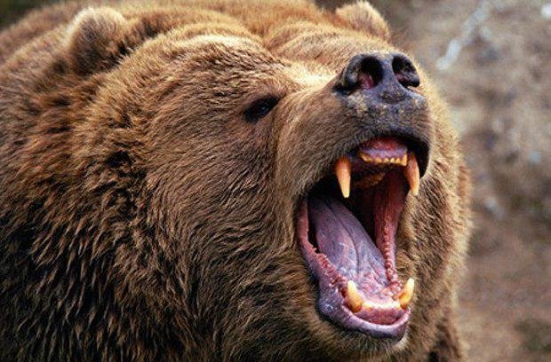 حمله خرس وحشی به جوان 20 ساله کوهرنگی