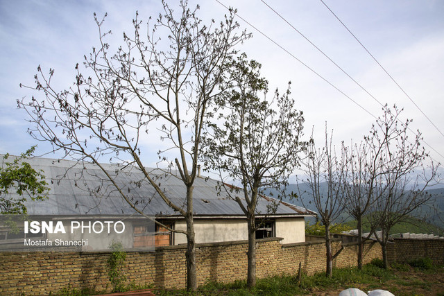 مازندران به کویرهای ایران اضافه میشود؟ خسارات ناشی از سرمای اخیر در ارتفاعات دودانگه ساری در استان مازندران درختهای گردو در این منطقه را آسیب زد.