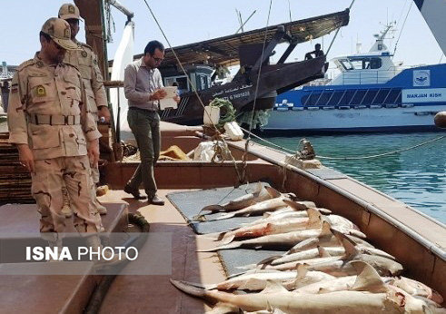 توقیف لنج صیادی متخلف حامل ماهی قاچاق در بندرلنگه/۱۱ متهم دستگیر شدند