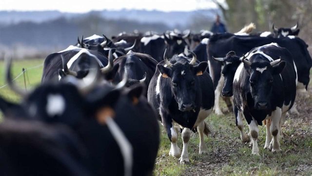 واردات 500 راس گاو از آلمان به آذربایجان غربی