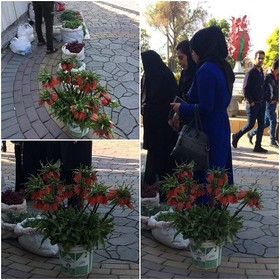 چوب حراج به گونه گیاهی در معرض خطر