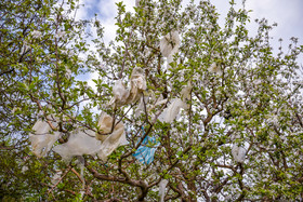 باغ‌های سیب در اطراف مدیریت پسماند ارومیه قرار گرفته است که این روزها تبدیل به درختان پلاستیکی شده است.