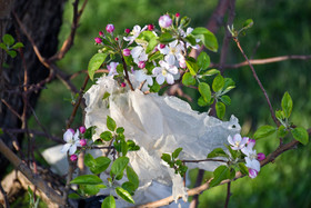 شکوفه های زیبای درختان سیبی که در محدوده مدیریت پسماند ارومیه با پلاستیک ها احاطه شده اند.
