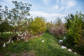 میزان پلاستیک تولیدی در ایران بیش از ۱۷ هزار تن در سال تخمین زده شده که این رقم معادل حدود ۵۰ تن در روز است که باغ‌های اطراف مدیریت پسماند ارومیه از این وضعیت مستثنی نیست.