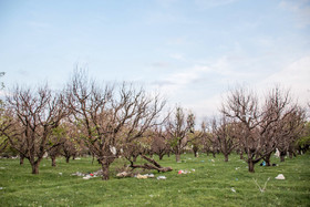 شکوفه های زیبای درختان سیبی که در محدوده مدیریت پسماند ارومیه با پلاستیک ها احاطه شده اند.