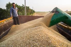 خرید تضمینی 330 هزار تن گندم در استان مرکزی