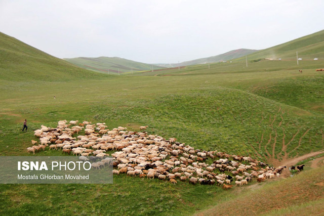 آغاز مدیریت چرای دام در مراتع قشلاقی گلستان