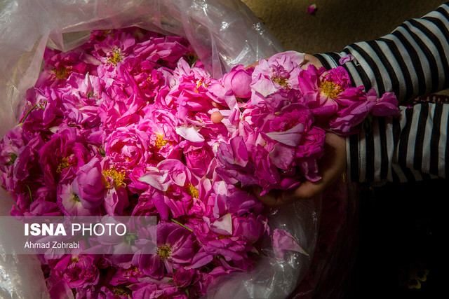 برگزاری جشنواره «گل و گلاب» در ۴ نقطه پایتخت