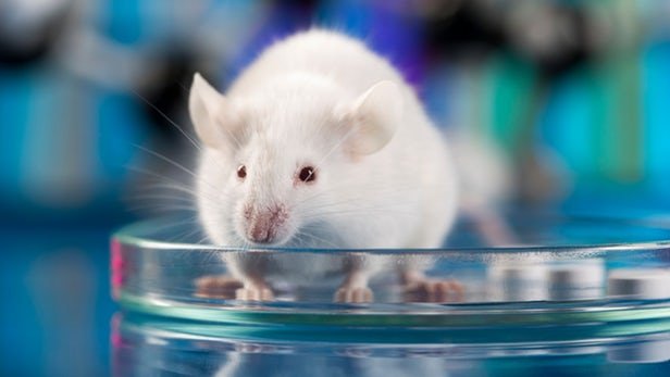 توقف چاقی موش‌ها با حذف تنها یک آنزیم
