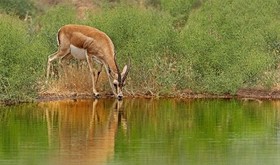 درگیری حیات‌وحش با چالش انسان‌ساز آب