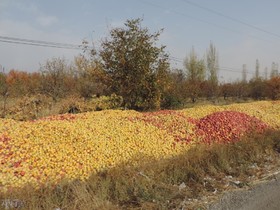 ضعف مدیریت بخش کشاورزی در تولید سیب سمیرم