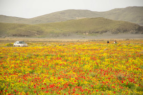 دشت گلهای رنگارنگ، روستای گورچین قله در ۷۰ کیلومتری ارومیه