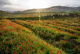 دشت گلهای رنگارنگ، روستای گورچین قله در ۷۰ کیلومتری ارومیه