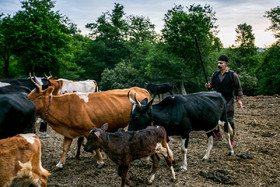 حرکت کوچ دام‌ها از محل قشلاق (روستای بلیران شهر آمل) 