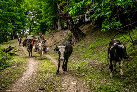 کوچ دام‌ها از قشلاق (روستای بلیران شهر آمل) تا ییلاق (ارتفاعات چلاو ) چهار روز به طول می‌انجامد.