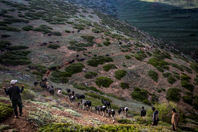 در طول مسیر کوچ، گالش‌ها باید دام‌ها را از میان جنگل‌ها و ارتفاعات پر خطر عبور دهند.