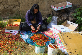 بعد از چیدن «توت فرنگی» زنان خانواده توت‌های سالم را جدا سازی و بسته بندی می‌کنند. 