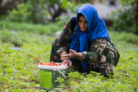برداشت «توت فرنگی» توسط بانوان روستای توریور - استان کردستان
