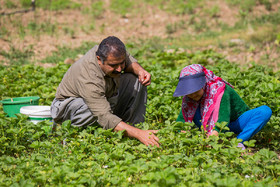 در هر هکتار، تولید این محصول ۴۸ میلیون تومان درآمد عاید توت فرنگی‌کاران استان کردستان می‌شود.