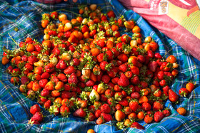 جمع آوری «توت فرنگی» در روستای هشلی - استان کردستان
