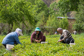 فعالیت دسته جمعی اعضای خانواده کاک احمد برای چیدن «توت فرنگی» در روستای توریور - استان کردستان
