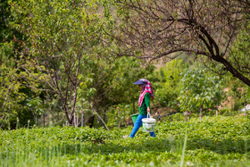 برداشت «توت فرنگی» در مزارع روستای شیان - استان کردستان