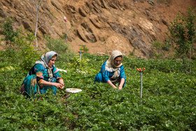 برداشت «توت فرنگی» در مزارع روستای شیان - استان کردستان