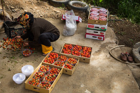 بسته بندی «توت فرنگی» در روستای شیان - کردستان
