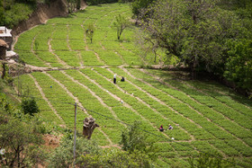 مزارع «توت فرنگی» روستای توریور یکی از منابع اقتصادی مردم این منطقه
