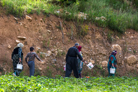 هم‌اکنون ۱۳ هزار خانوار کردستانی از طریق محصول توت فرنگی کسب روزی می‌کنند.

