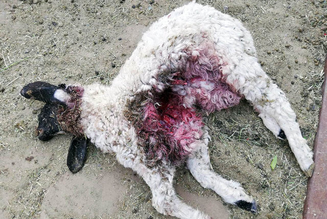 حمله یک قلاده حیوان وحشی به گوسفندان مهریز