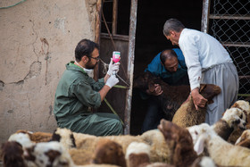 واکسیناسیون ۲۳۵۰ دام علیه  تب برفکی در دشتستان