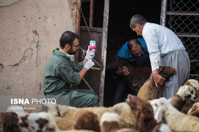 واکسیناسیون ۲۳۵۰ دام علیه  تب برفکی در دشتستان