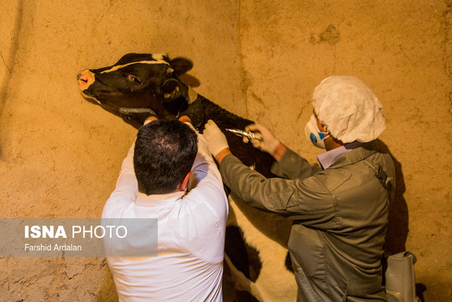 بیماری تب برفکی در خراسان رضوی تحت کنترل است