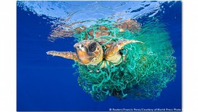 مقادیر کم آلودگی پلاستیکیِ اقیانوس‌ها، حیات دریایی را نابود می‌کند