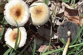 گول قارچ‌های سمی را نخورید