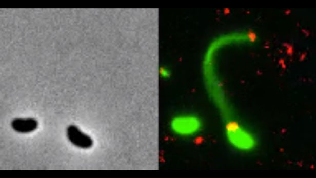 نخستین تصاویر از باکتری‌هایی که به DNA نفوذ می‌کنند