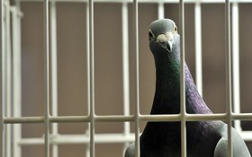 واکنش شدید مقامات استرالیا به ورود غیرقانونی یک کبوتر از آمریکا