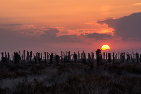 نخلستانهایی در آبادان که بعد از جنگ تحمیلی به دلیل عدم بازگشت صاحبان زمینها، کاملا نابود شدهاند.